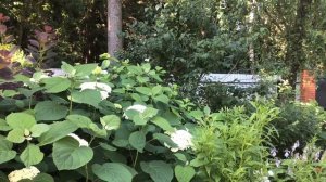 Самые красивые и неприхотливые декоративные кустарники ( для средней полосы России)