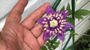 Убийственная красота. Клематис тайга