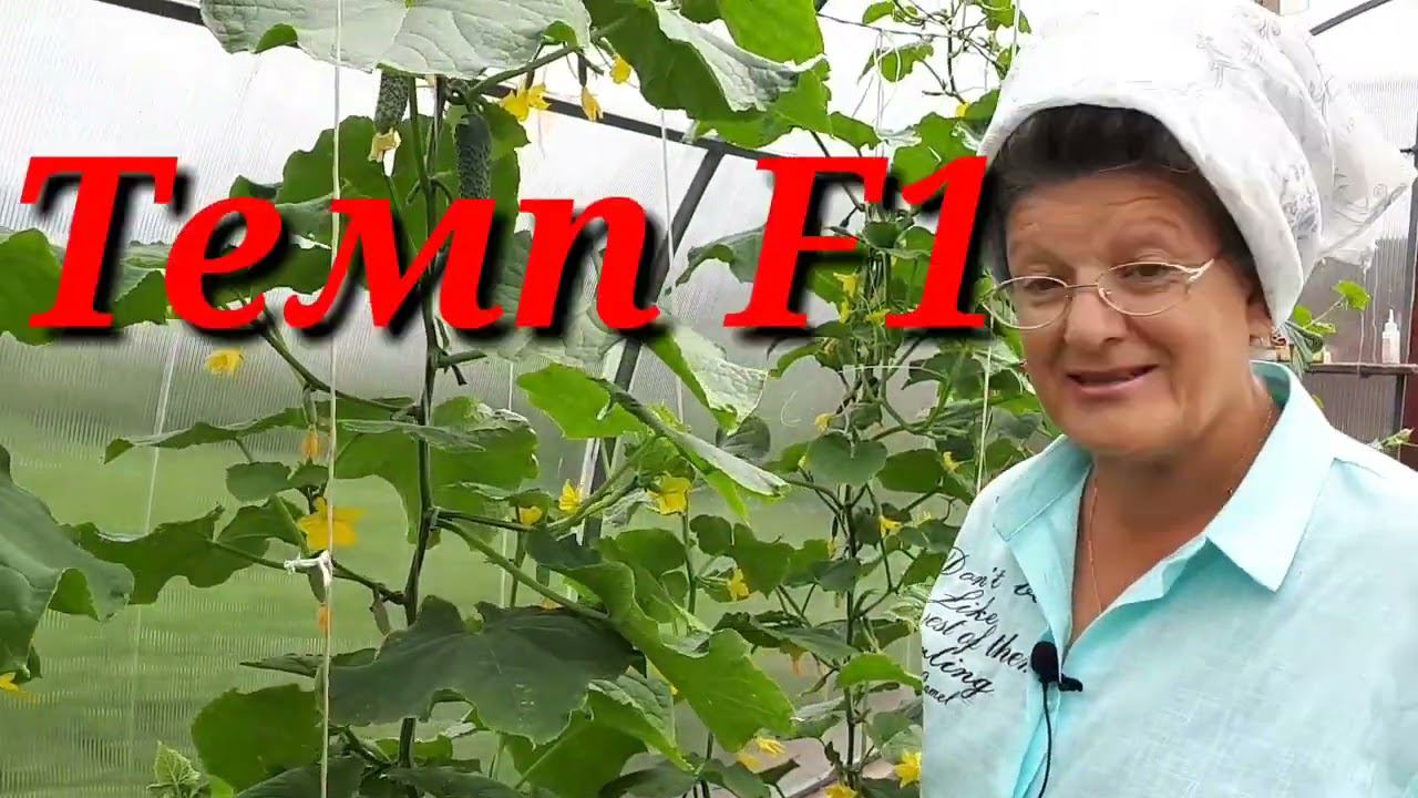 Огурцы тепличные в июле. Уход.