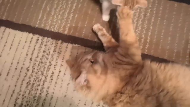 Рыжий котенок и рыжий кот смотреть онлайн