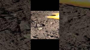 Первая копка картофеля сорт Уника.01.09.2024 года.