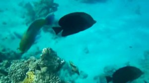 Риф у отеля Beach Albatros Resort Sharm El Sheikh