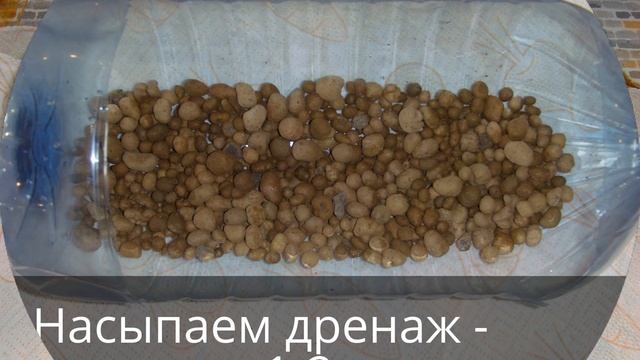 Сидальцея. Размножение прикорневой розеткой. Посадка. Sidaltseya. Reproduction rosette. Landing. смотреть онлайн