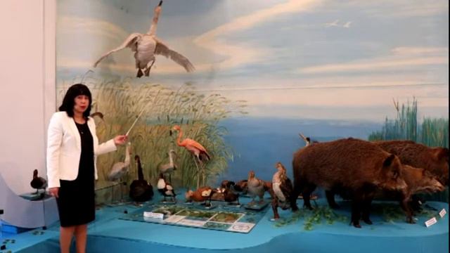 Музей природы и экологии смотреть онлайн