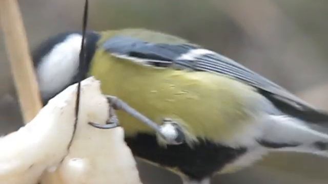 синицы часть 3.avi смотреть онлайн