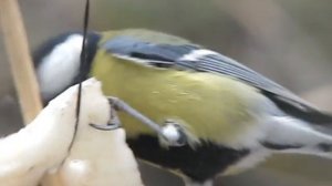 синицы часть 3.avi