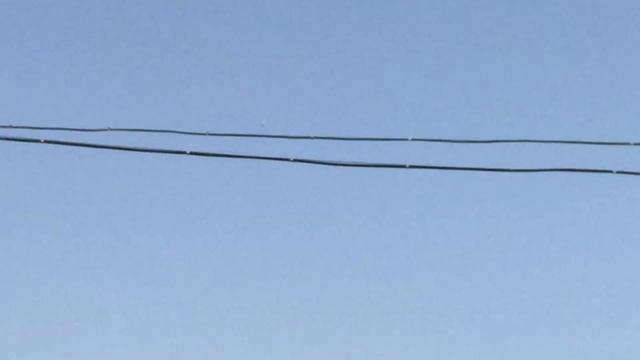 #Pigeons.Терпение в голубеводстве. смотреть онлайн