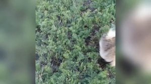 Как менялся шпиц с 3х месяцев до 2х лет. Щенячья линька. Смена шерсти.