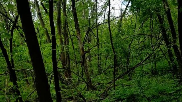 НОВАЯ СТРАШНАЯ КАРТИНА САМВЕЛА. НАДЬКА ПРИСЫЛАЕТ ГОЛОСОВЫЕ СООБЩЕНИЯ \ САМВЕЛ АДАМЯН смотреть онлайн