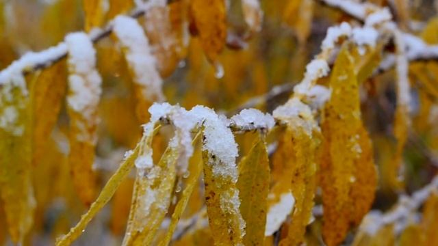 Первый снег смотреть онлайн