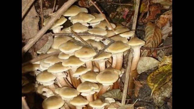 Осенние дары природы 2 смотреть онлайн