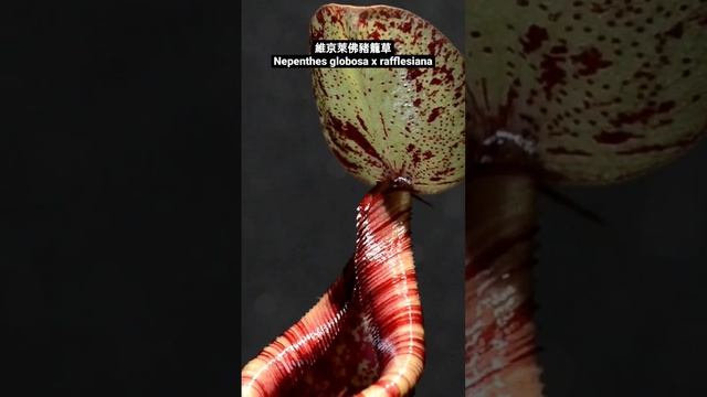 維京萊佛豬籠草 Nepenthes globosa x rafflesiana смотреть онлайн