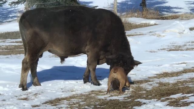 Bulldog fighting a bull смотреть онлайн