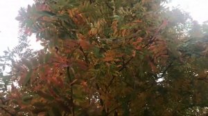 Вальс. Композитор Евгений Дога, исполняет Давид Моралес