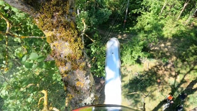 Арбористика‼️Удаление гигантских осин?(часть первая) Arboristry‼️Removal Of Giant Trees?(part One)