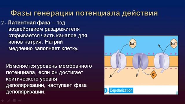 БФ - Мембранные потенциалы