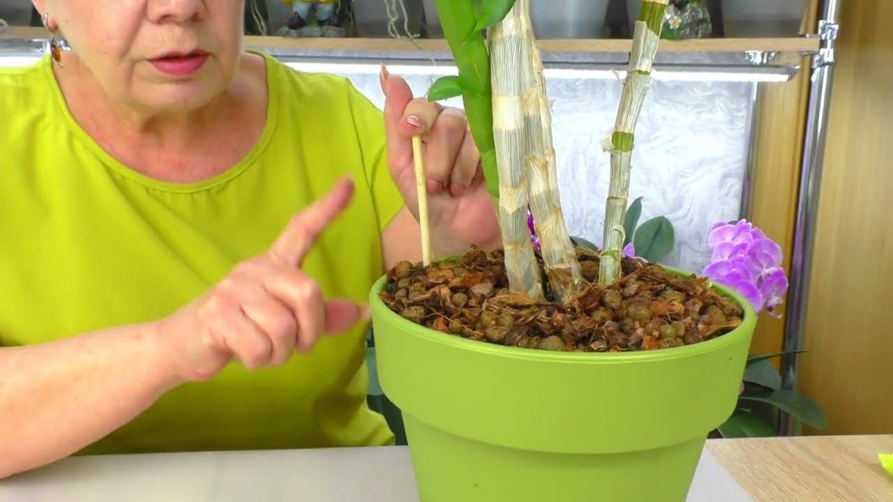 Часть 2. Правильная пересадка орхидеи Дендрофаленопсис.  Грунт для Бульбовой орхидеи.