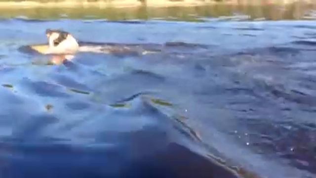 Тролинг по Вычегде без трусов!) смотреть онлайн