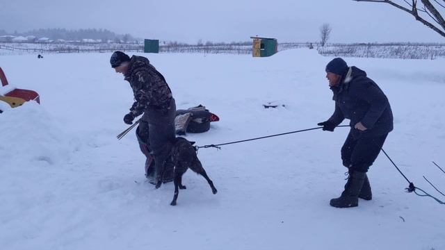 Голландская овчарка (Хердер) готовится к Мондиорингу смотреть онлайн