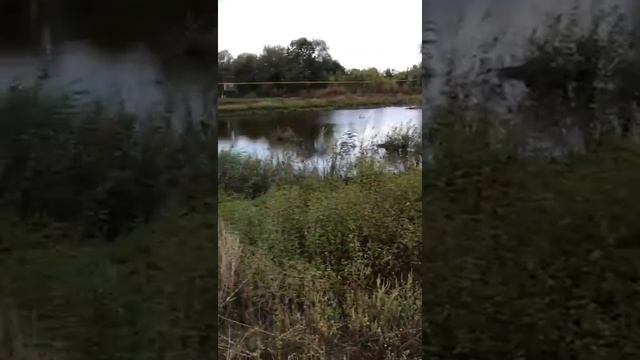 хлевное сеченых смотреть онлайн