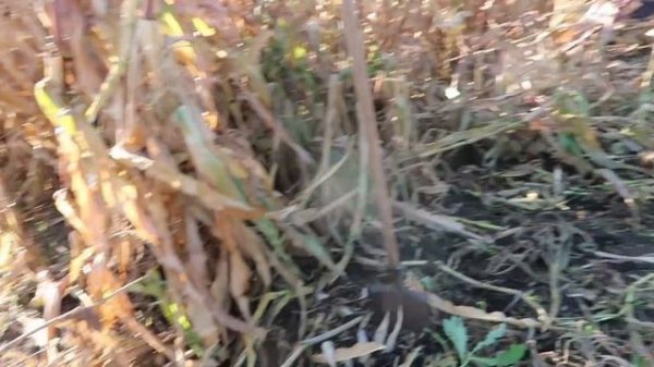 VLOG Васильевич разрубил себе палец