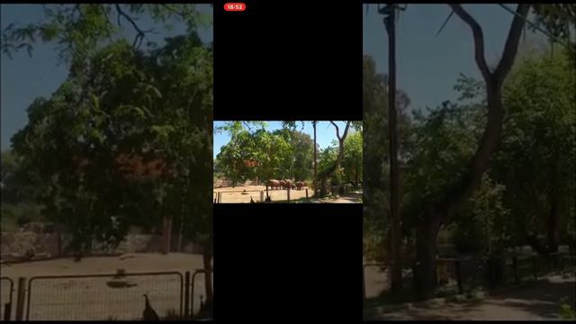 Как слоны защищают слонёнка от ракетных обстрелов в израильском зоопарке смотреть онлайн