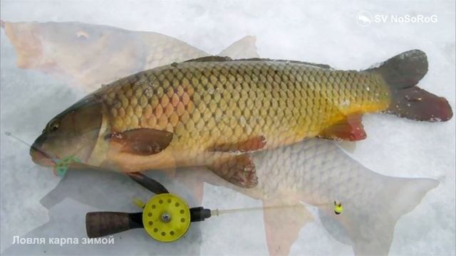 Ловля карпа зимой смотреть онлайн