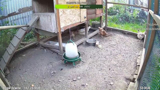Курятник. Жизнь в курятнике. Можно покормить онлайн. Chicken Coop Stream. Online Feed