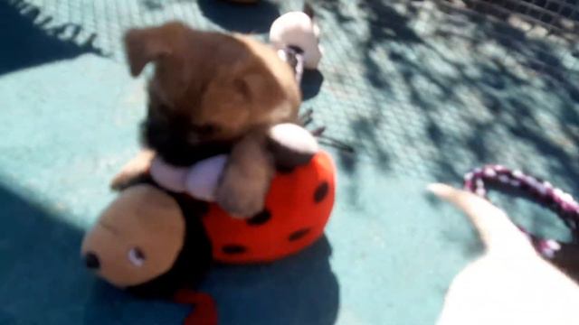 Cairn Terrier 5 auf einem Streich Teil3 смотреть онлайн
