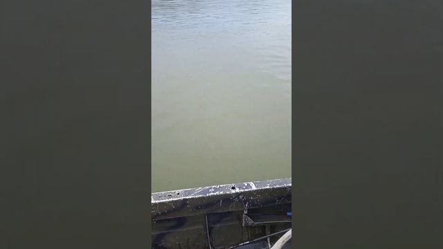 рыбалка на хариуса, река Бия, очень мутная вода! смотреть онлайн