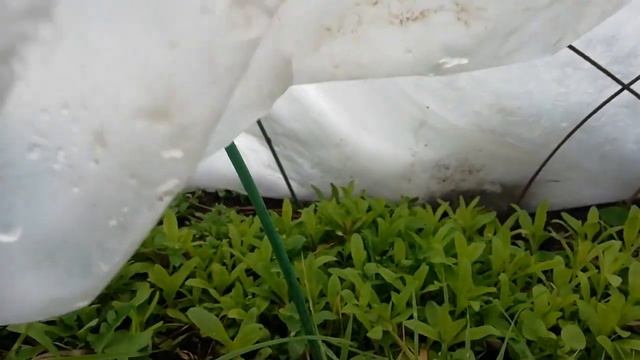 Турецкая гвоздика зимой смотреть онлайн