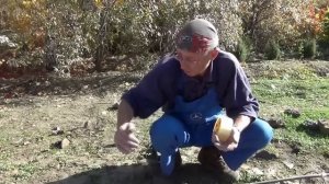 Укрытие винограда в Сибири