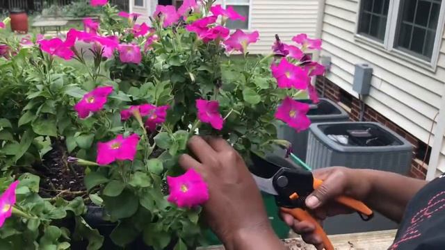The Correct Way to Deadhead PETUNIAS ??? Ne - Ne’s Garden смотреть онлайн