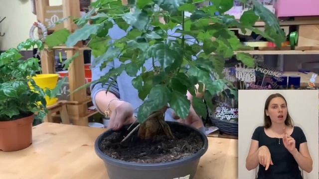 Радермахера { СУРДОПЕРЕВОД } Простой комнатный цветок с непростым названием - как ухаживать смотреть онлайн