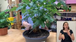 Радермахера { СУРДОПЕРЕВОД } Простой комнатный цветок с непростым названием  - как ухаживать