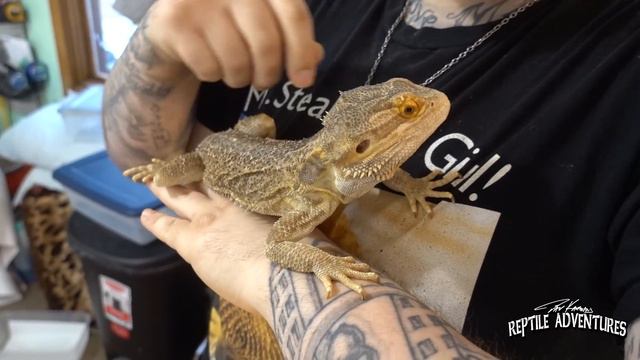 BEARDED DRAGONS AREN’T JUST PET REPTILES AND THIS IS WHY! смотреть онлайн