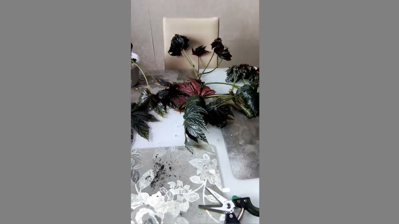 Режу нещадно. Бегония Грифон. Цветы дома. смотреть онлайн