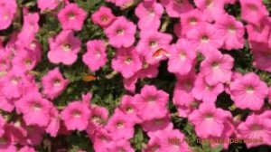 Петуния ампельная Тайдал Вейв Хот Пинк ? обзор: как сажать, семена петунии Тайдал Вейв Хот Пинк