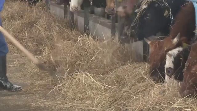 Абайлаңыз, импорт! Табиғи таза айранды қалай таңдаймыз? смотреть онлайн