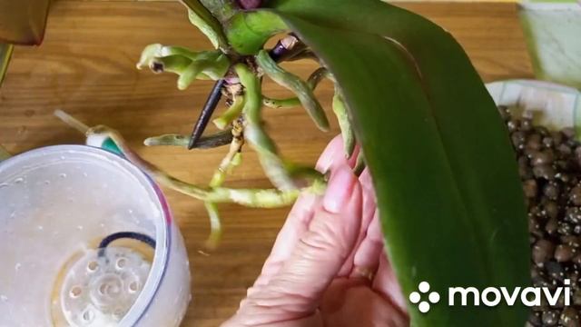 01.05.2023 г. ПЕРЕСАДКА ОРХИДЕИ МЭДЖИК АРТ!