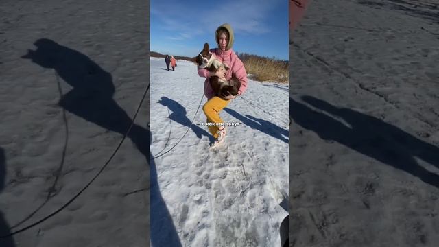 Фотосессия для незнакомой девушки с Корги на руках смотреть онлайн