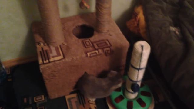 Шотландская вислоухая,Решили сами сделать домик) смотреть онлайн