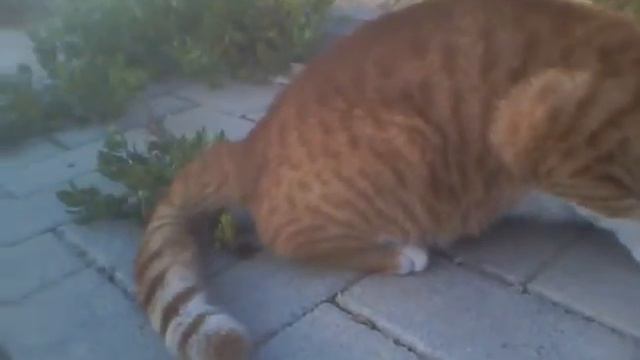 Рыжий уличный кот. Не знаю что с ним делать! смотреть онлайн