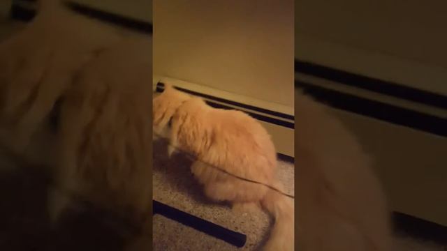 Ваня ловит богомола смотреть онлайн