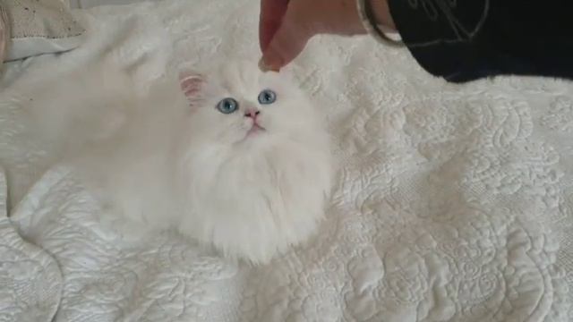 Napoleon kitten Kiki смотреть онлайн