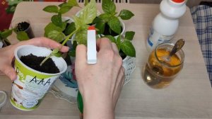 27. БОЛЕЗНИ РАССАДЫ. НА ЛИСТЬЯХ БАКЛАЖАНА ПЯТНА.  Лечение рассады.