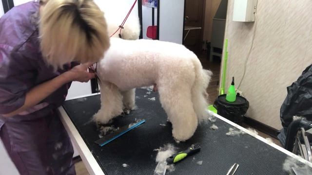 Стрижка, груминг Бишона, видео №1. Как подстричь бишона. 