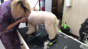 Стрижка, груминг Бишона, видео №1. Как подстричь бишона. "Тедди". Уроки груминга. Зоосалон у Мишки.