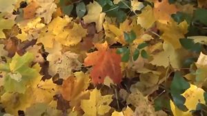 Никого не пощадила эта осень