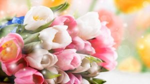 Video Background HD 1080. Футаж Тюльпаны